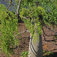 Acacia Senegalensis, gom