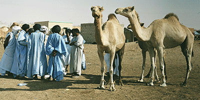 Overleg op de kamelenmarkt